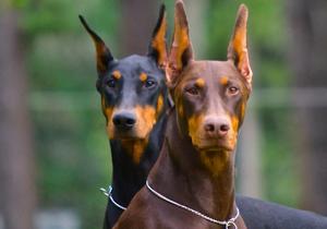 My Roommates My Doberman Roommates