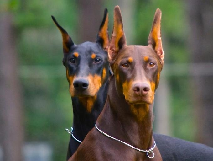 My Doberman Roommates